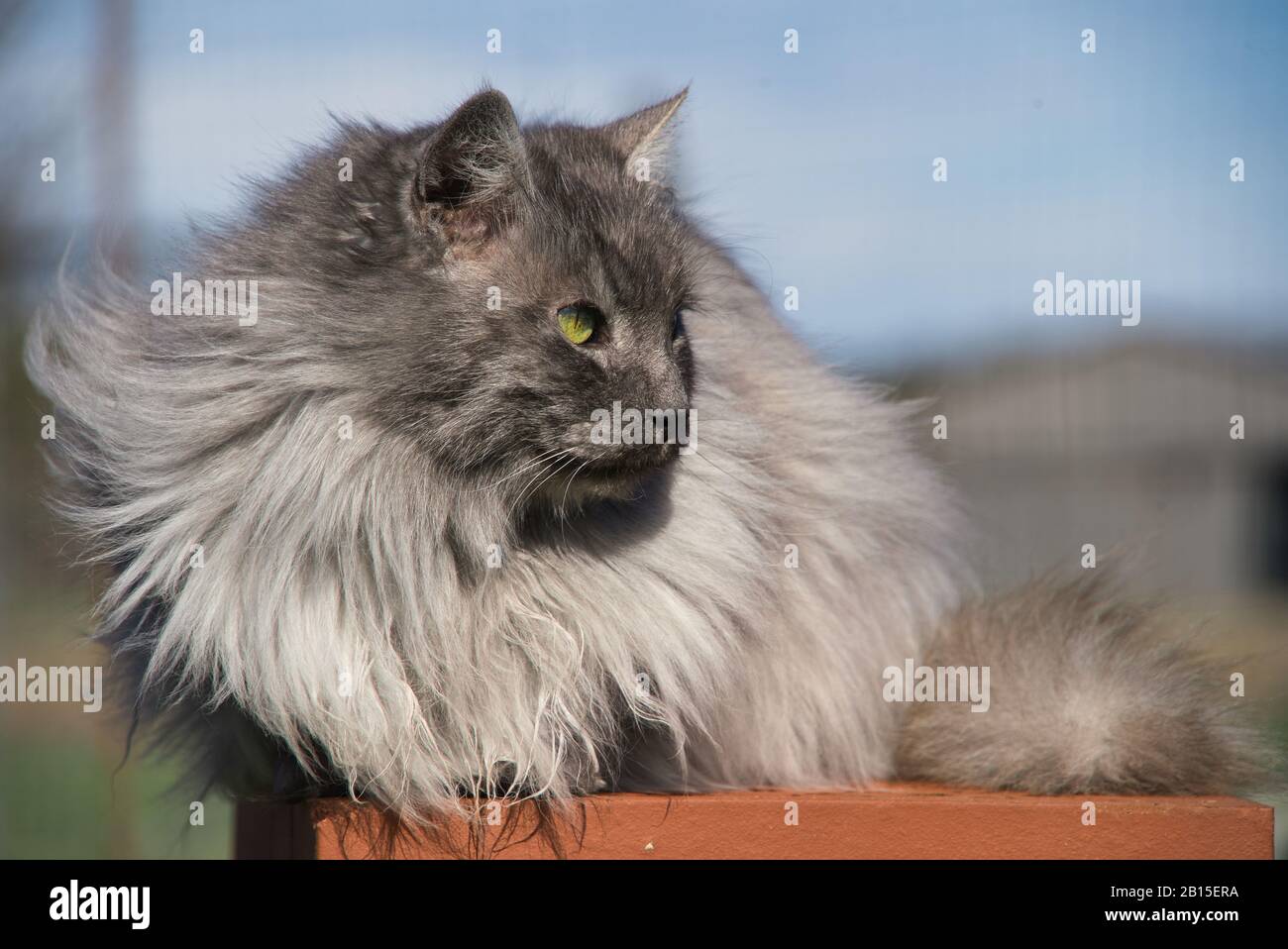 Grazioso gatto angora turco con occhi verdi e pelliccia grigia lunga Foto Stock