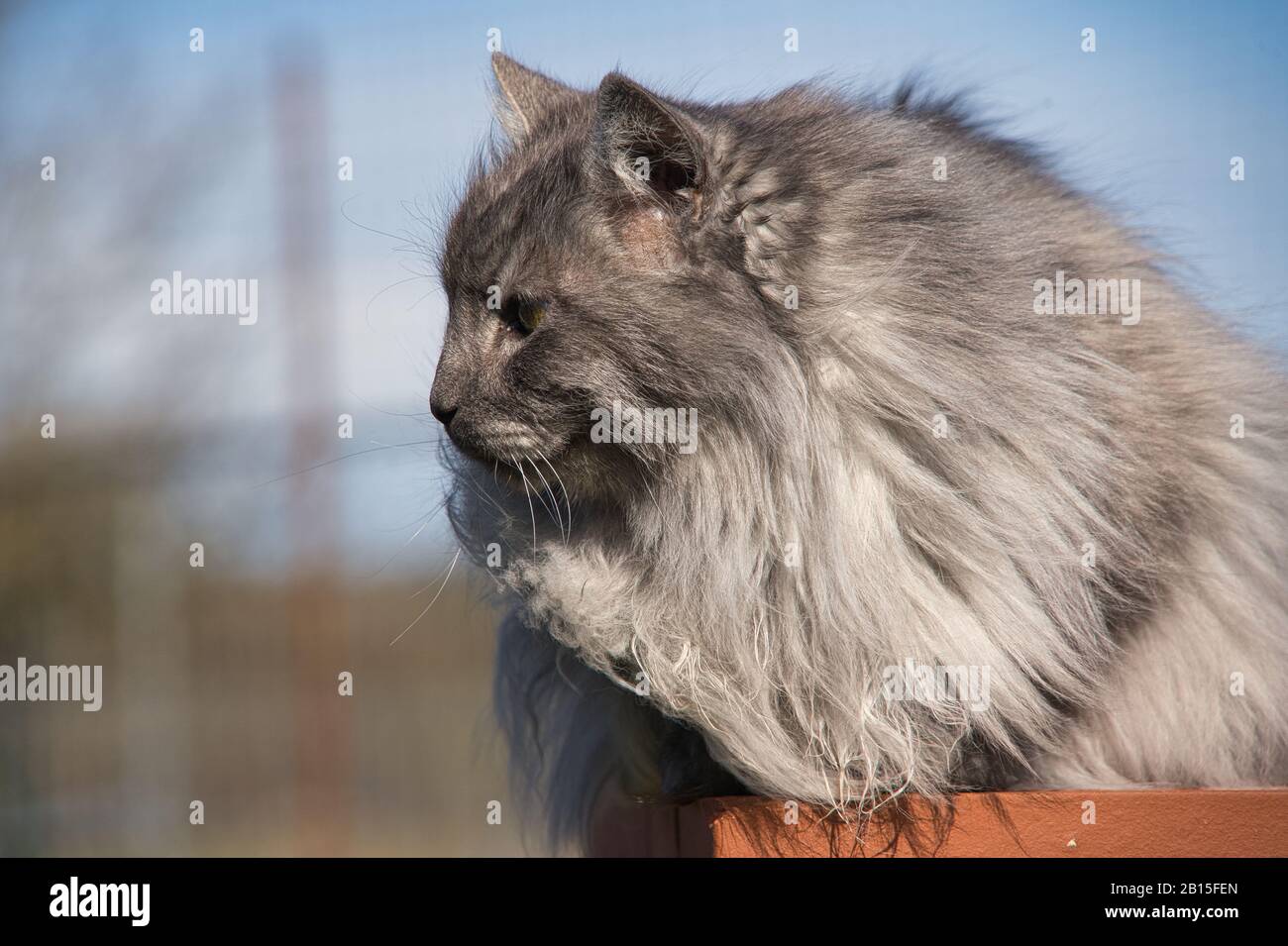 Grazioso gatto angora turco con occhi verdi e pelliccia grigia lunga Foto Stock