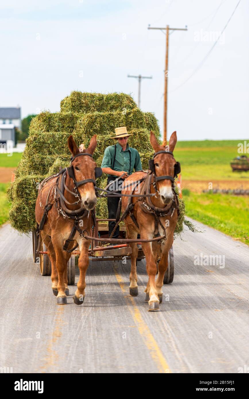 Giovane Amish uomo su un cavallo e carrozza che trasporta balle di fieno in Pennsylvania USA Foto Stock