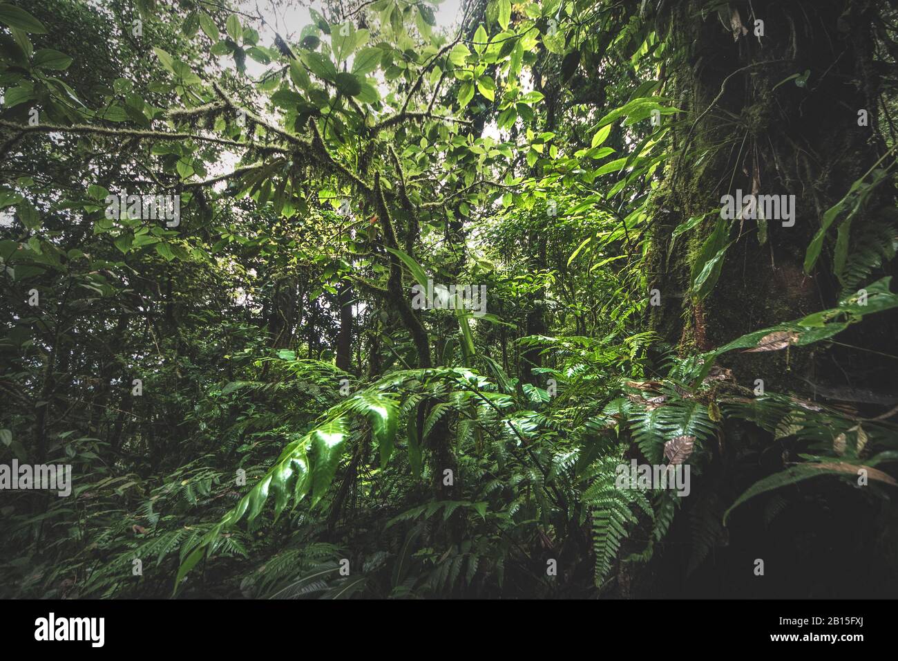 Verde giungla foresta in una mattina misty, Costa Rica verde natura. Foto Stock