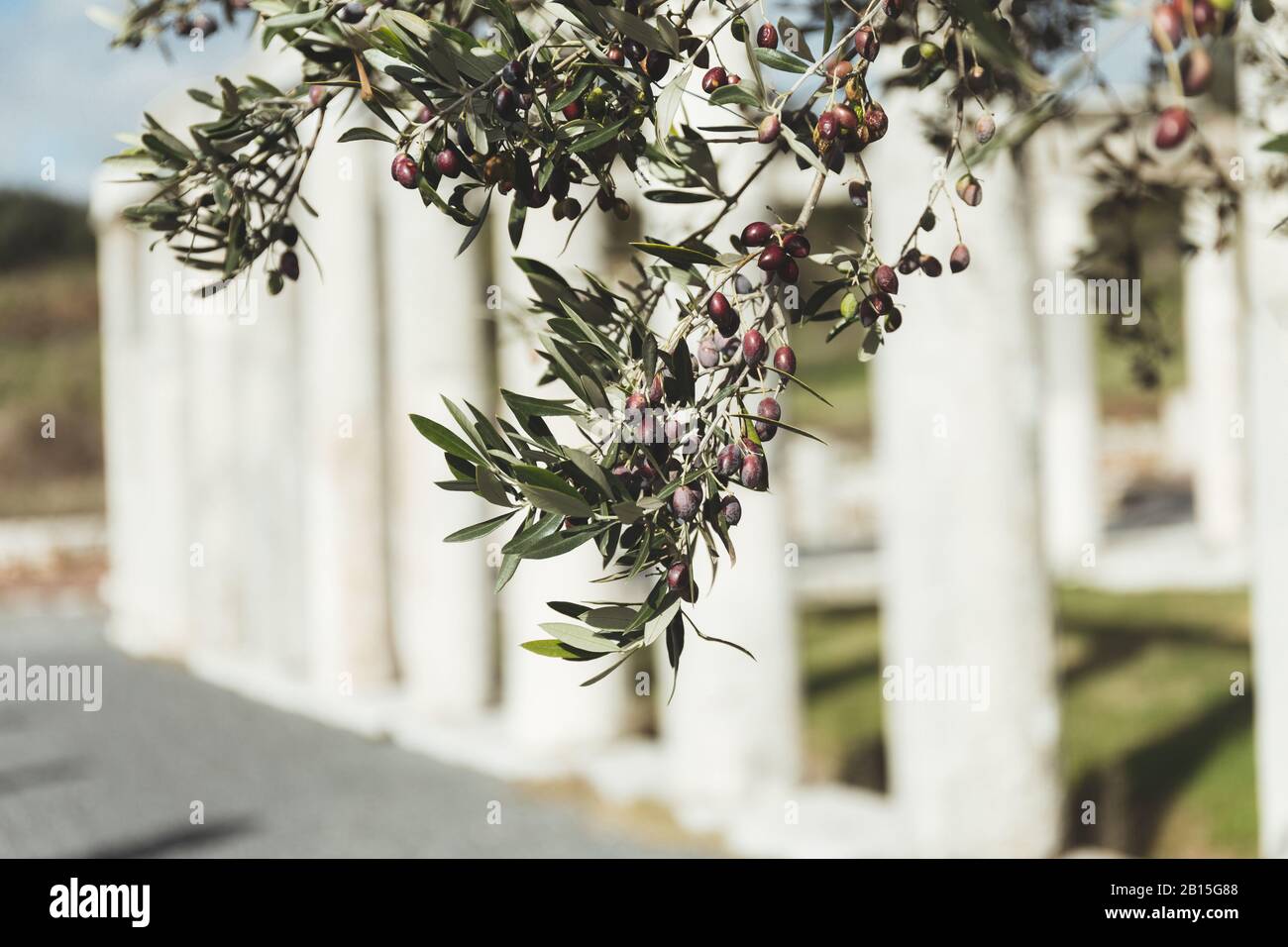 ramo di olivo contro antiche colonne Foto Stock