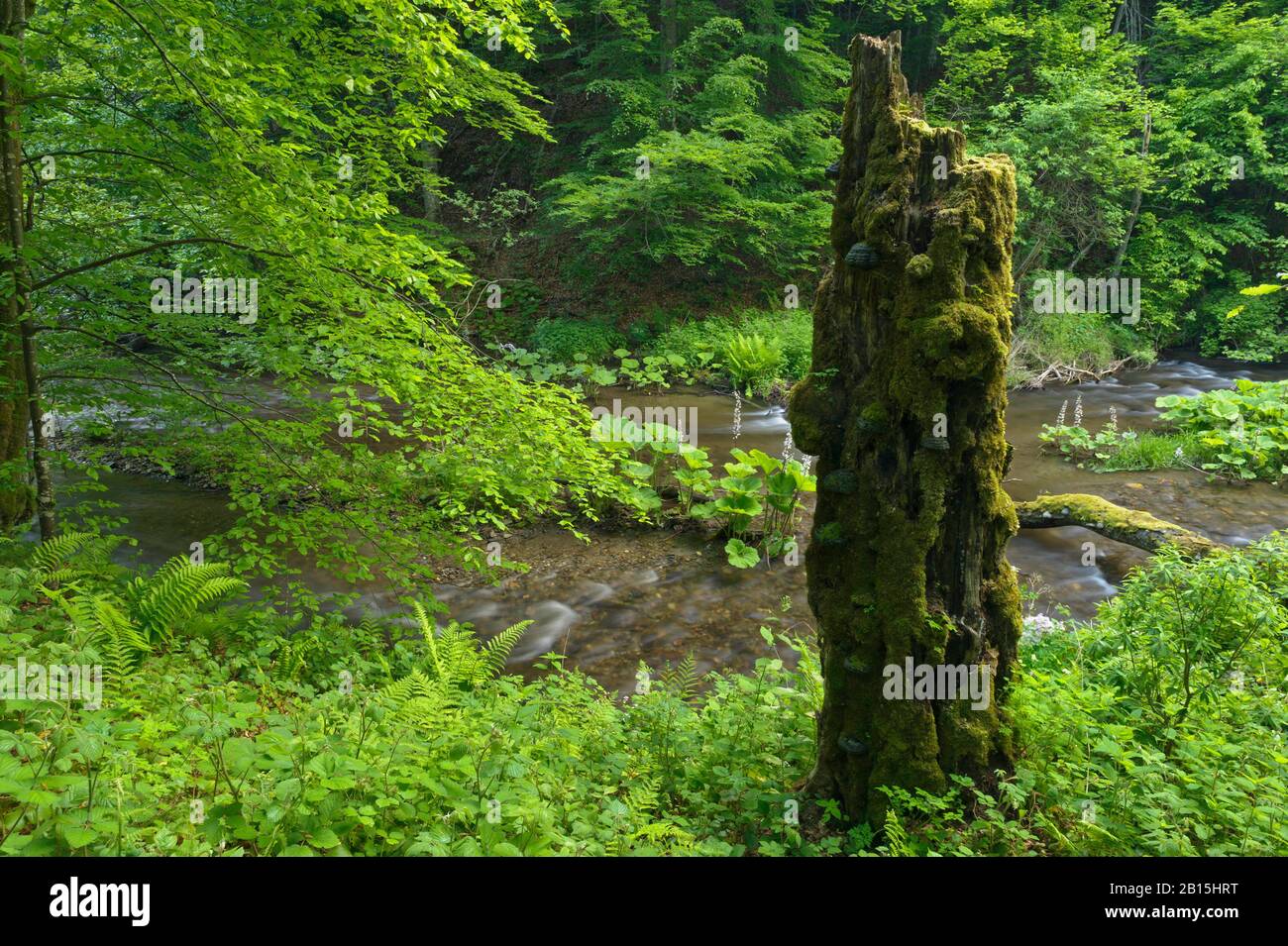 Parco Nazionale Semenic / Romania: Patrimonio mondiale dell'UNESCO foresta primaria di faggio protetta 'Nera Springs'. Nel resto del parco il logging è onnipresente. Foto Stock