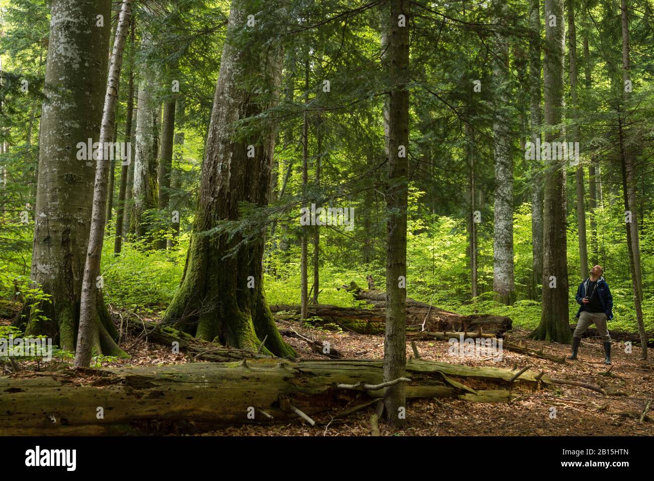 Montagne Fagaras / Romania: Patrimonio mondiale dell'UNESCO foresta primaria di faggio protetta 'Codrul secolare Șinca' con abeti giganti e faggi. Foto Stock