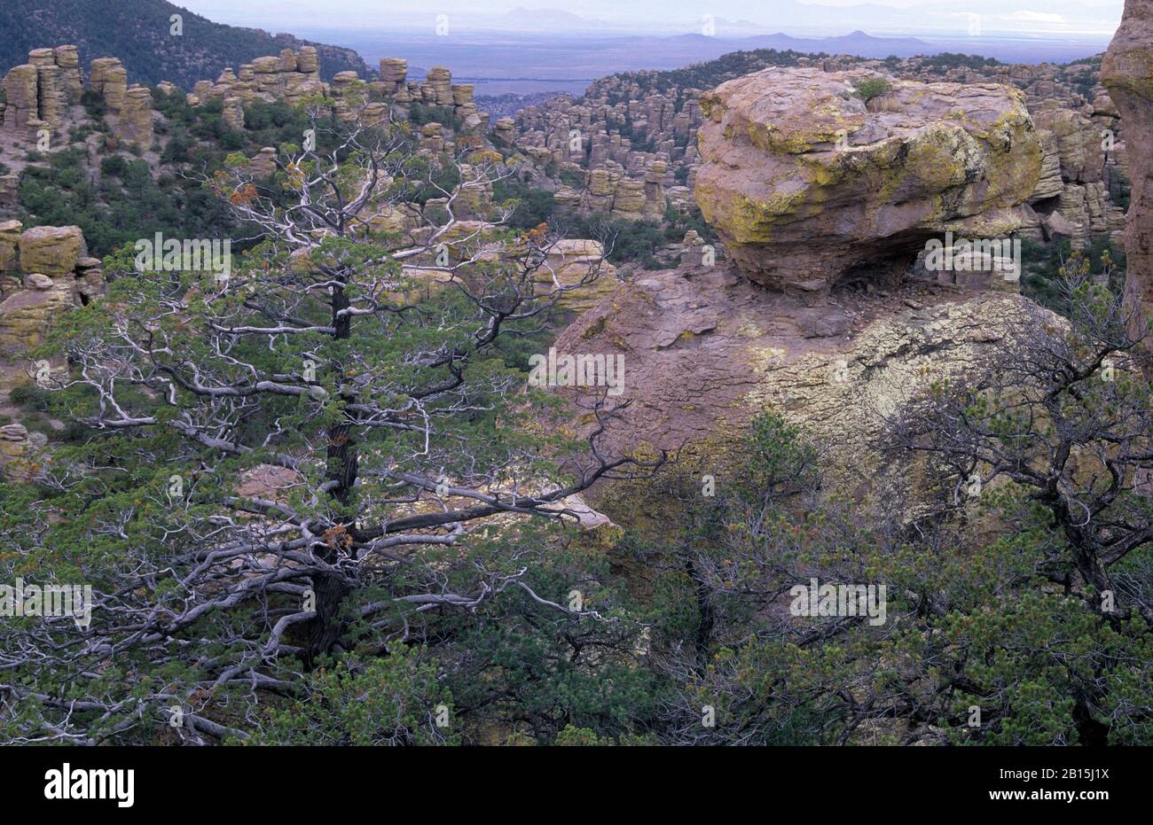 Echo Canyon Formazioni, Chiricahua National Monument, Arizona Foto Stock