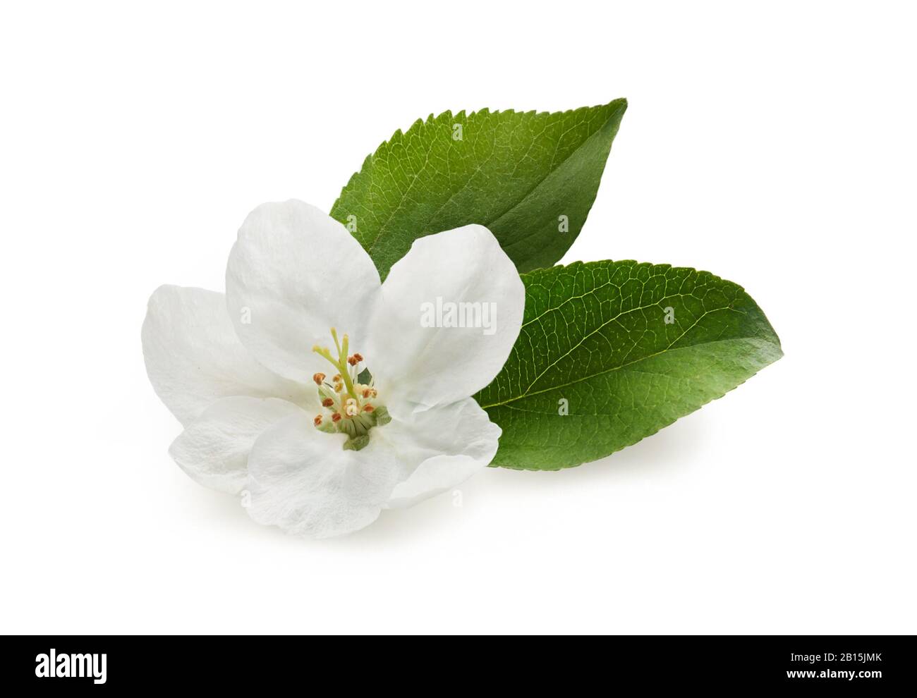 Fiore bianco di mela con foglie verdi fresche isolato su sfondo bianco Foto Stock