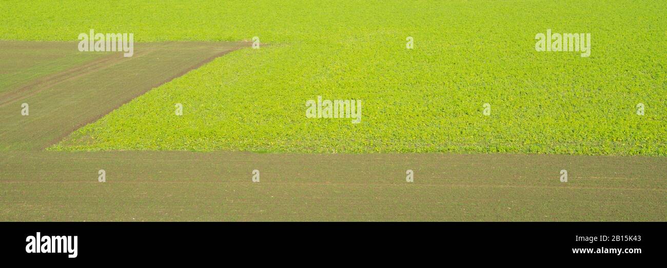 Terreno agricolo con forma geometrica, Kamen, zona della Ruhr, Renania Settentrionale-Vestfalia, Germania, Europa Foto Stock