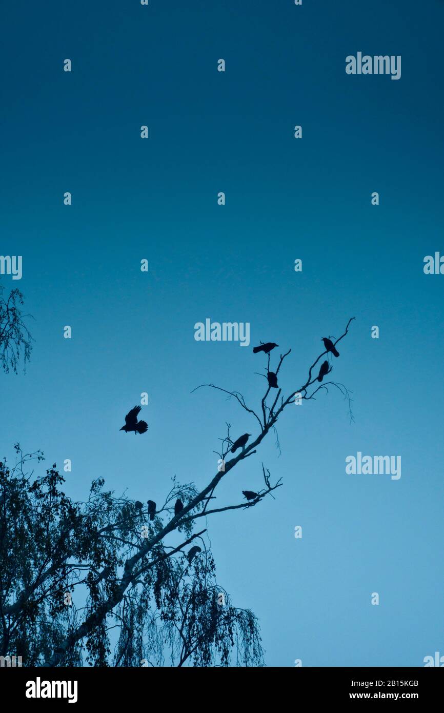 silhouette di corvi seduta su rami di albero Foto Stock