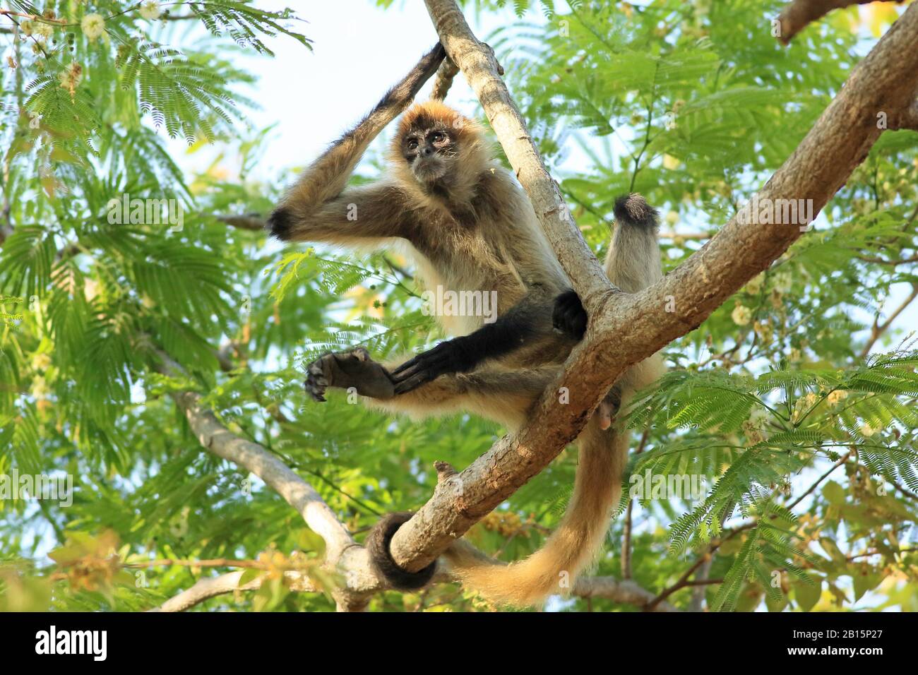 Centrale americano Spider Monkey (Ateles geoffroyi) giocare. Parco Nazionale Di Santa Rosa, Guanacaste, Costa Rica. Maggio 2017. Foto Stock