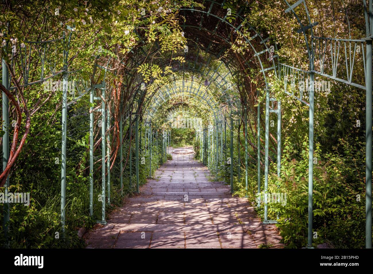 Verde tunnel naturale di piante e fiori in estate. Vecchia passerella sotto archi verdi. Bella pergola lunga in un grande giardino. Abbandonato overgrown tu Foto Stock