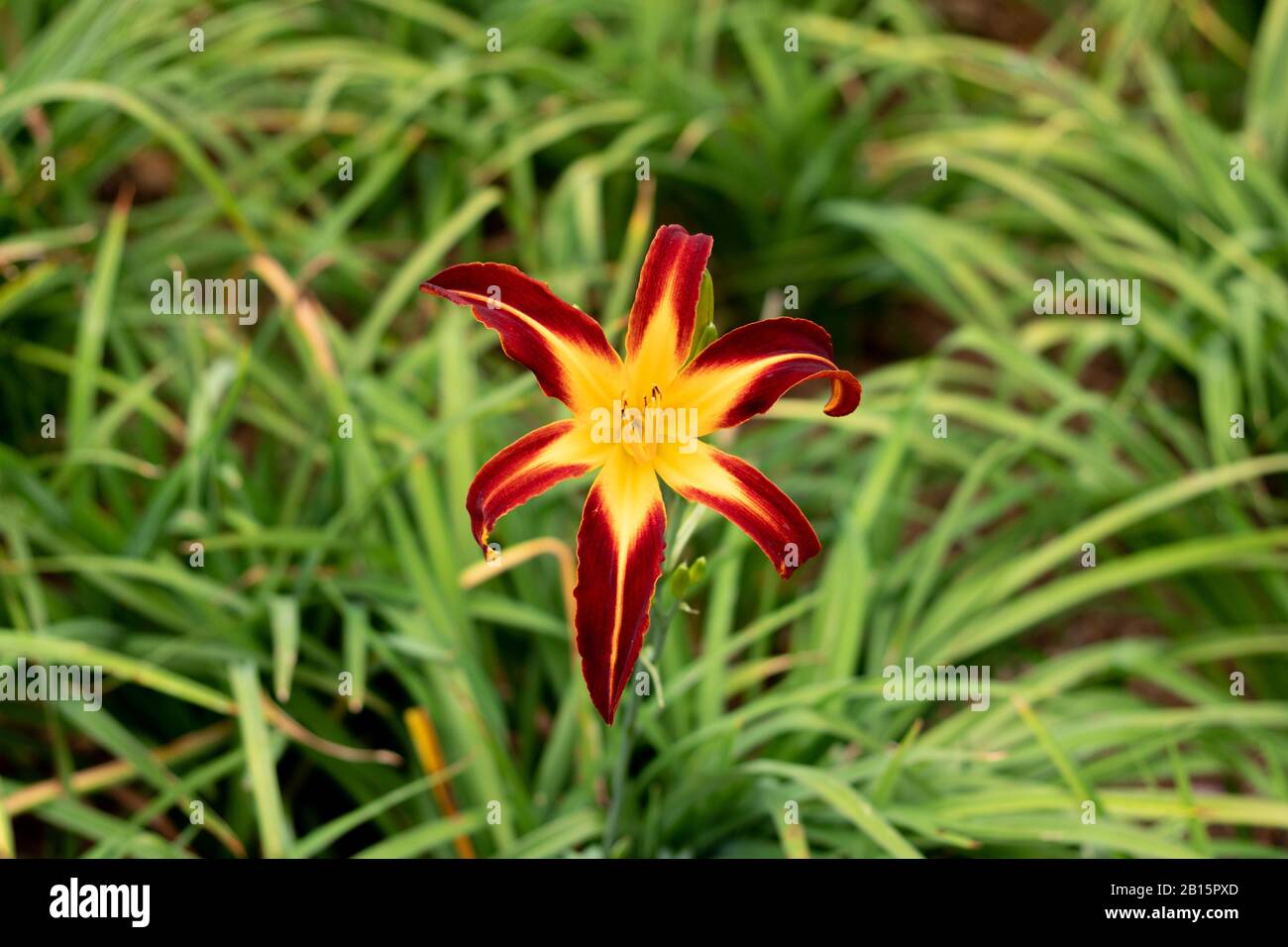 Un giorno bello e luminoso giglio Foto Stock