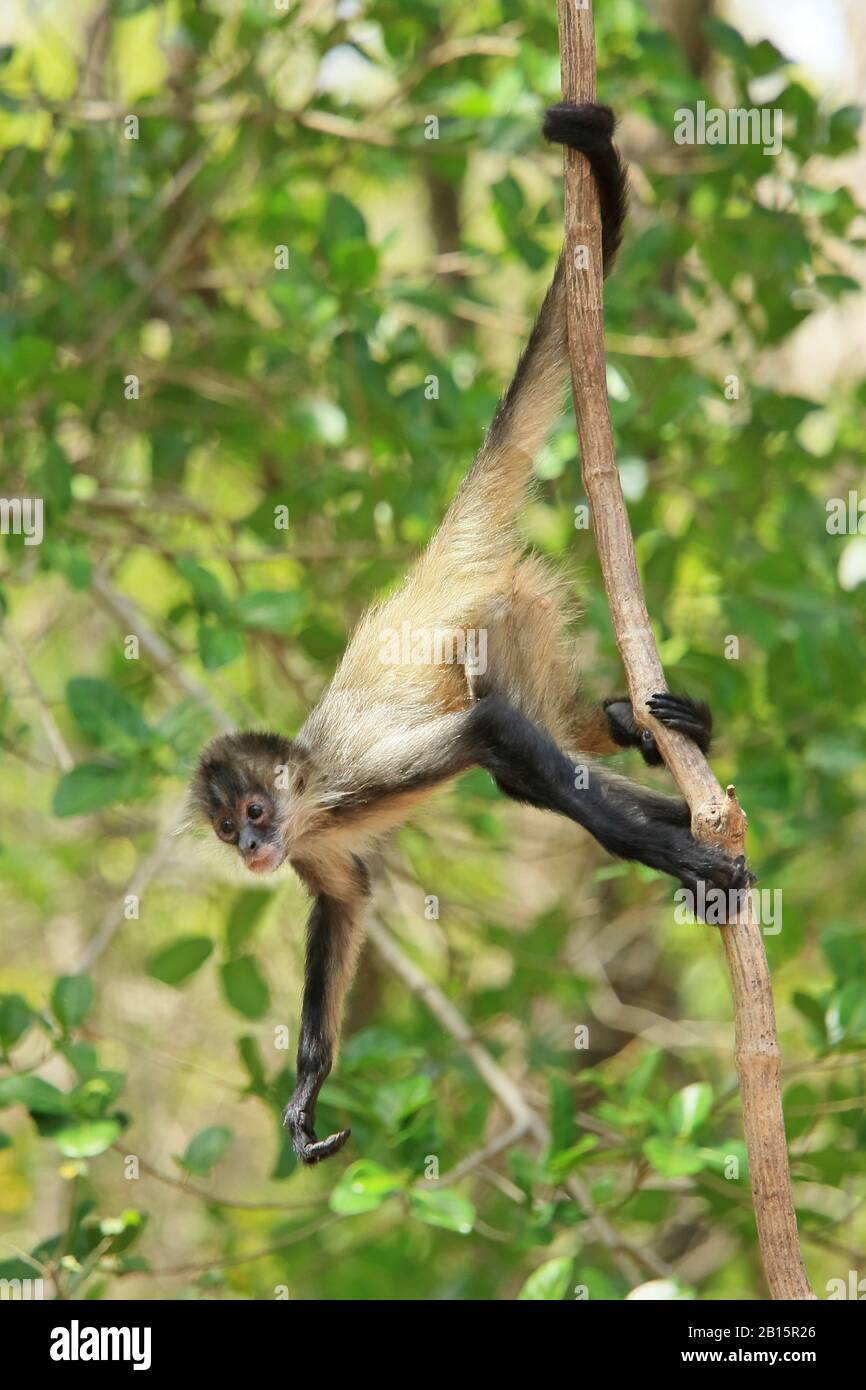 Scimmia Spider Americana Centrale (Ateles Geoffroyi). Parco Nazionale Di Santa Rosa, Guanacaste, Costa Rica. Maggio 2017. Foto Stock