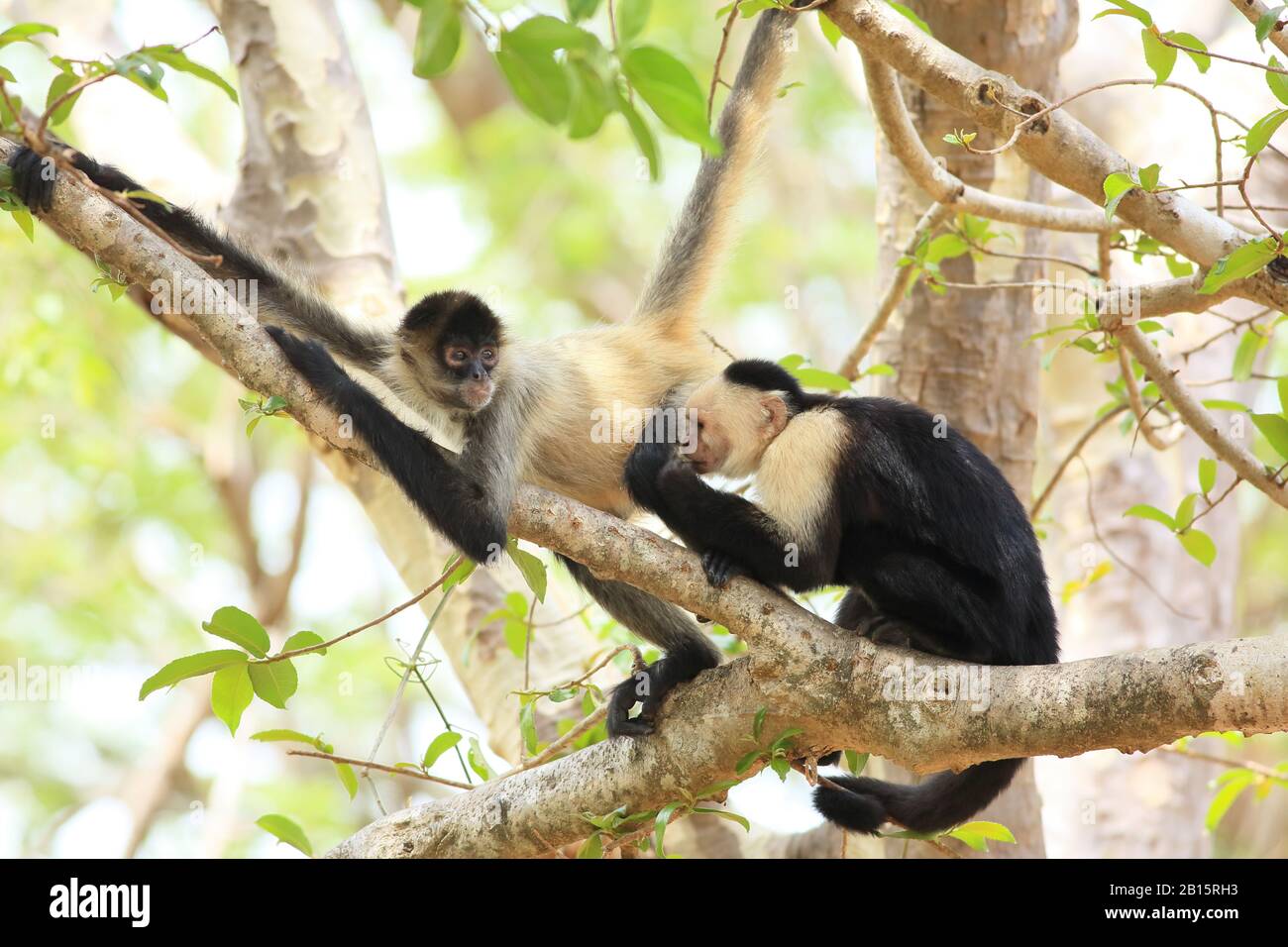 Di fronte bianco-scimmia cappuccino (Cebus capucinus) toelettatura una centrale di American Spider Monkey (Ateles geoffroyi). Santa Rosa e il Parco Nazionale di Guanacaste, costo Foto Stock