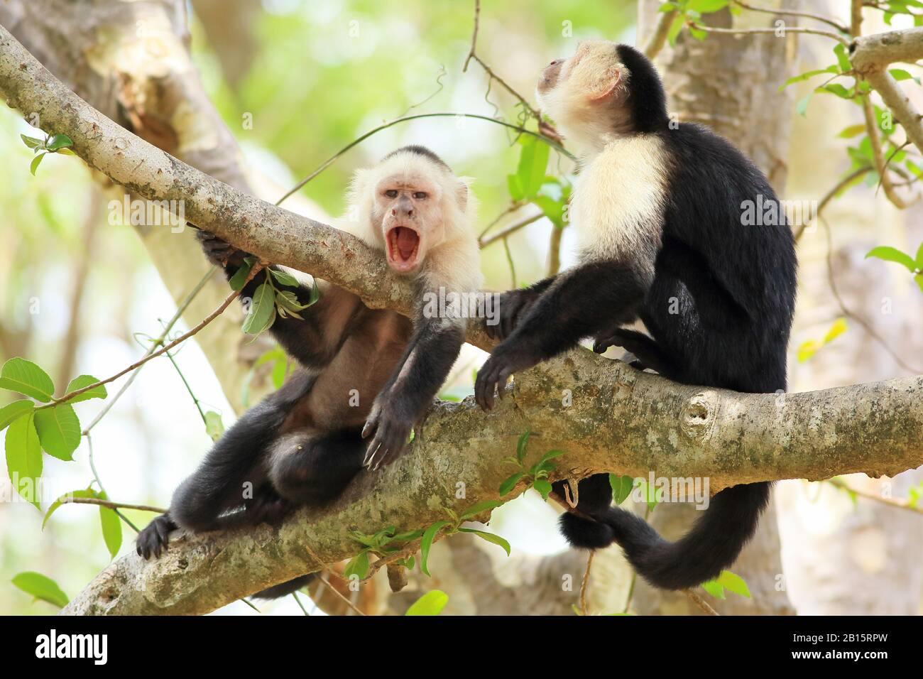 Scimmia Capuchin bianco (Cebus capucinus) sbadiglio. Parco Nazionale Di Santa Rosa, Guanacaste, Costa Rica. Maggio 2017. Foto Stock
