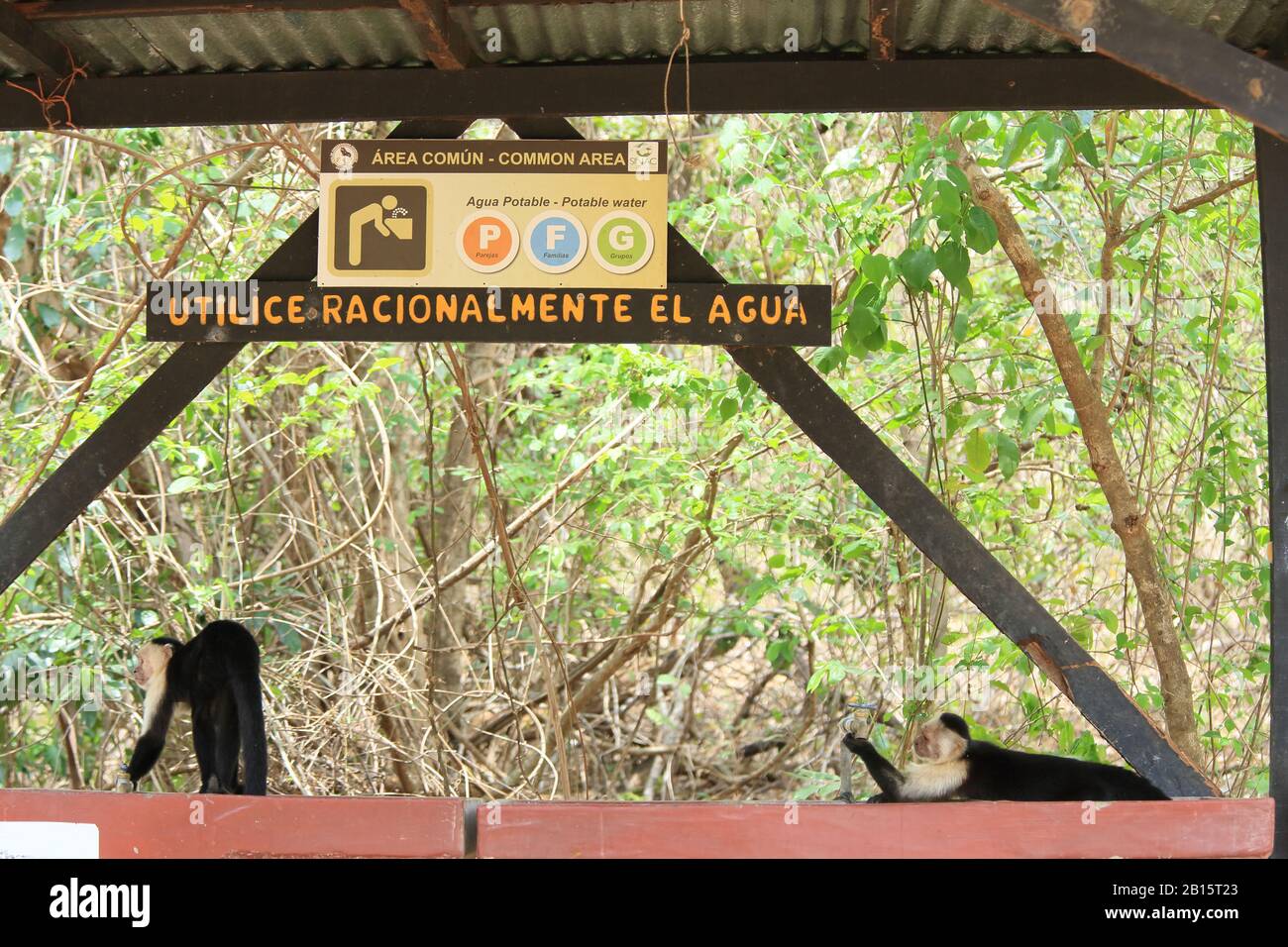 Scimmia Capuchin bianco (Cebus capucinus) acqua potabile dal rubinetto. Parco Nazionale Di Santa Rosa, Guanacaste, Costa Rica. Maggio 2017. Foto Stock