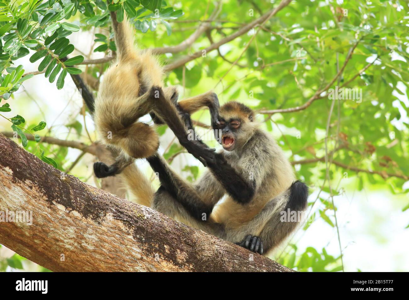 America centrale scimmie ragno (Ateles geoffroyi) giocando. Santa Rosa e il Parco Nazionale di Guanacaste in Costa Rica. Maggio 2017. Foto Stock