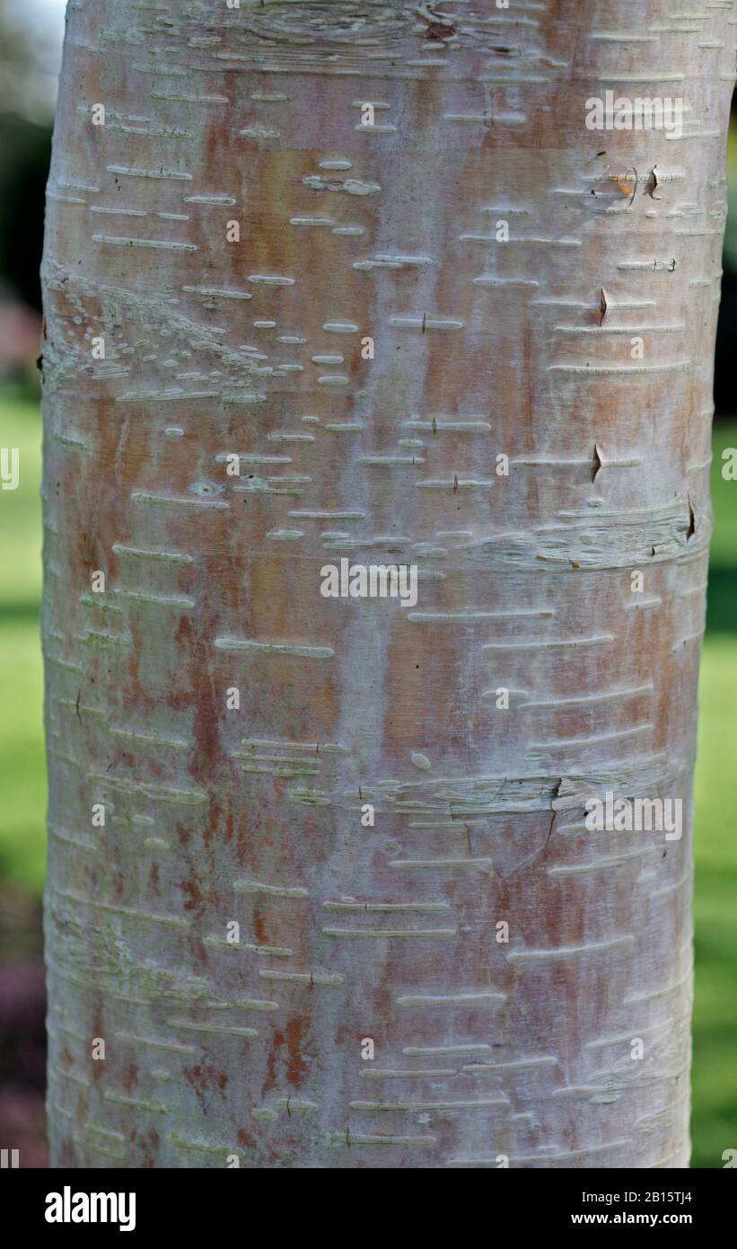 Corteccia di betulla dell'Himalaya (betula utilis) Foto Stock