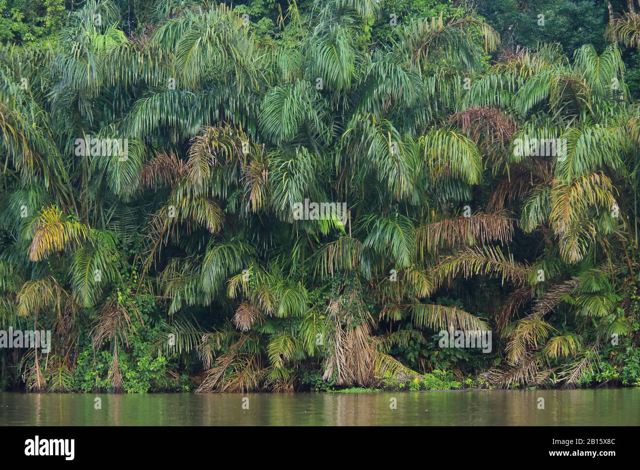 Raffia Palms (Raphia taedigera) vicino al canale naturale nella foresta pluviale dei Caraibi, Tortuguero National Park, Costa Rica. Maggio 2018. Foto Stock