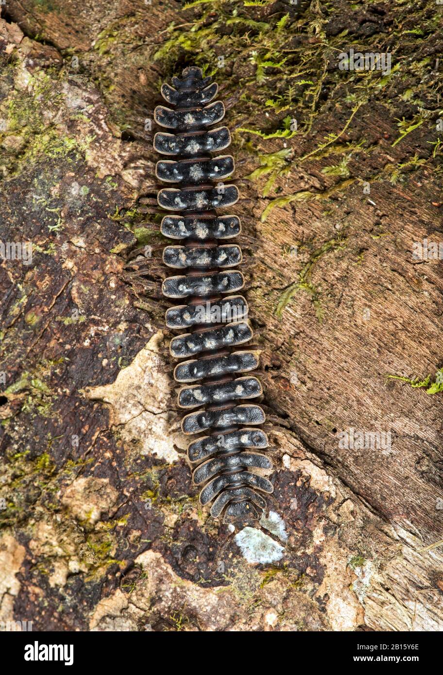 Polydesmidan Millipede, Danum Valley Conservation Area, Sabah, Borneo, Malesia Foto Stock