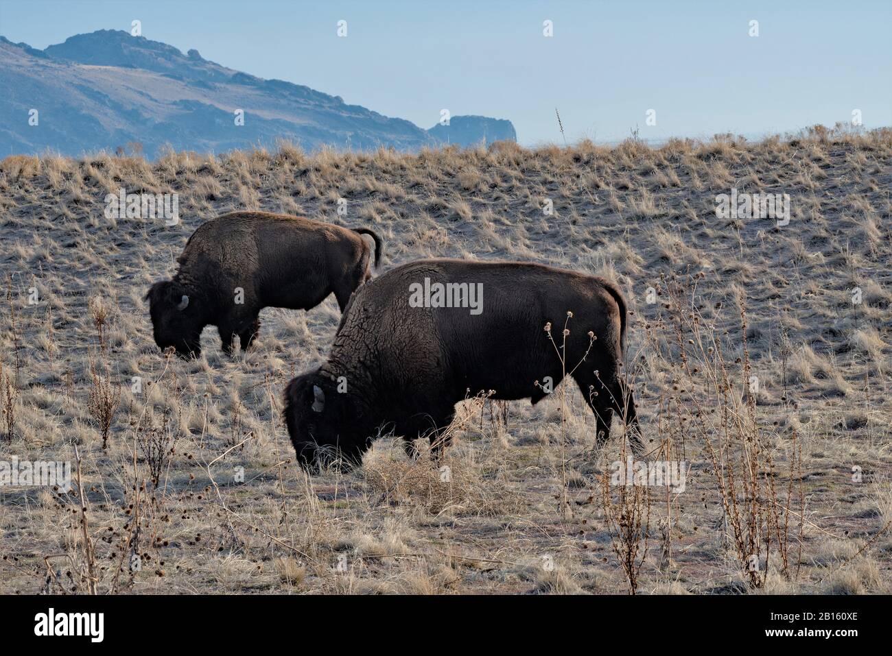 American Bison pascolare su Antelope Island, Utah, Stati Uniti. Questa è una sua purebred. La maggior parte dei bisonti sono allevati con bestiame domestico, chiamato Beefalo. Foto Stock