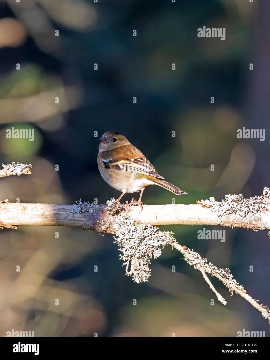 Fringuello, fringilla coelebs, femmina, seduto sul ramo con lichen in Cairngorms, Scozia, in inverno Foto Stock