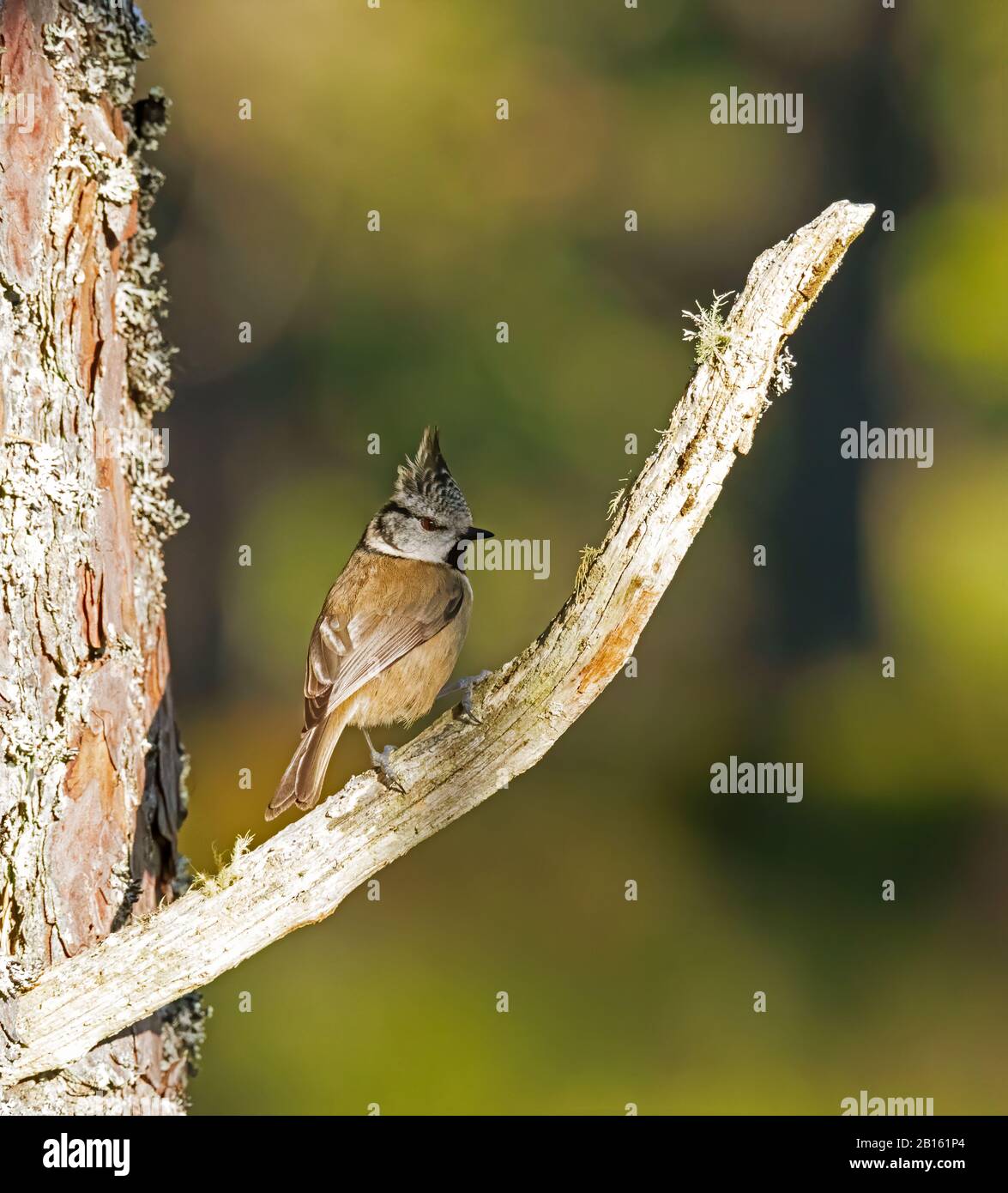 Crested Tit, Parus Christate Foto Stock