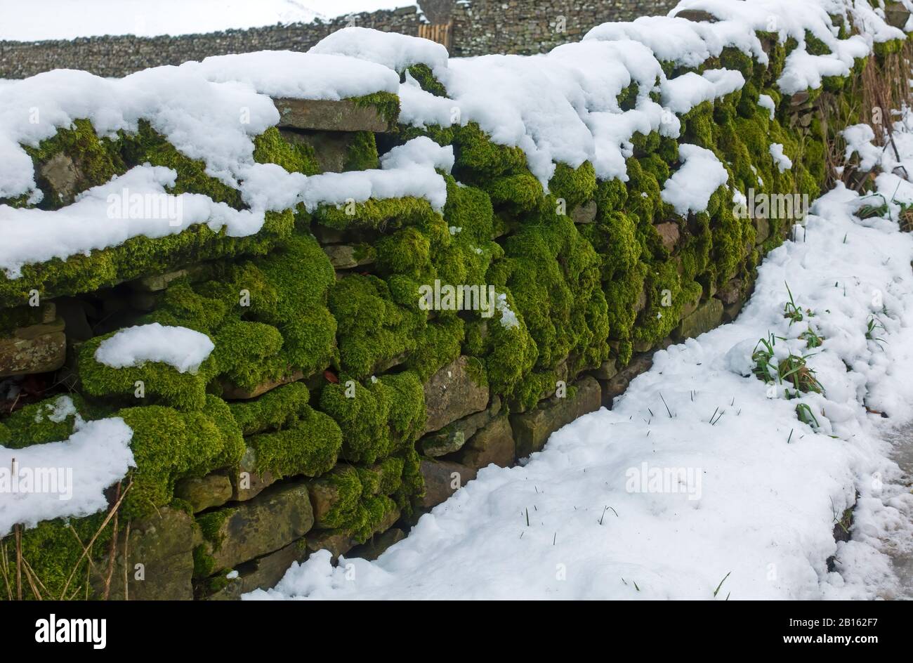 Muraglia di pietra asciutta coperta di muschio nel Yorkshire Dales National Park in una mattina innevata Foto Stock