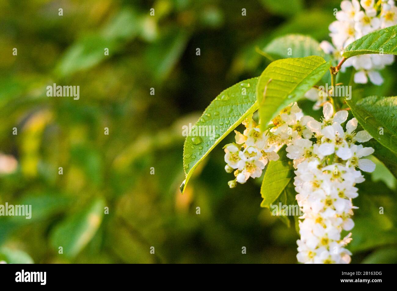 Sfondo della fioritura di bellissimi fiori di uccello bianco ciliegio in gocce di pioggia in una giornata di sole in primavera close up Foto Stock