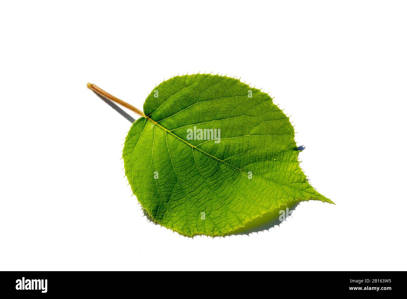 Kiwi foglia isolata su sfondo bianco Foto Stock