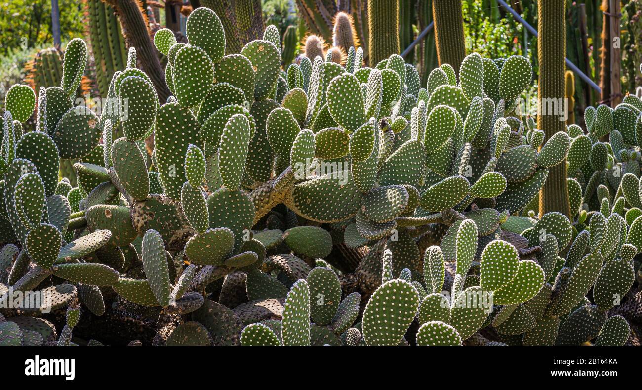 Opuntia microdasys conosciuto anche come orecchie conigliere o cactus polka dot. Giardino di piante di cactaceae. Foto Stock