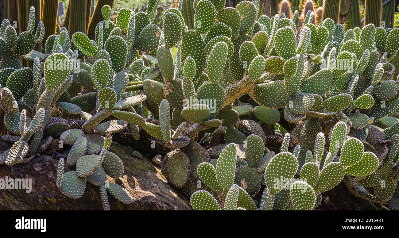 Opuntia microdasys conosciuto anche come orecchie conigliere o cactus polka dot. Giardino di piante di cactaceae. Foto Stock