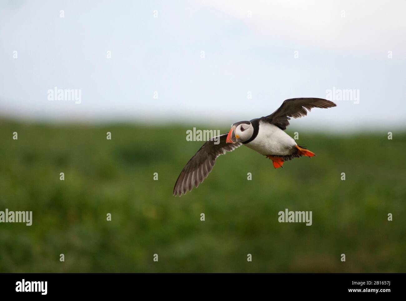 Atlantic Puffin, Fratercla artica, singolo adulto in volo. Isole Farne, Northumberland, Regno Unito. Foto Stock