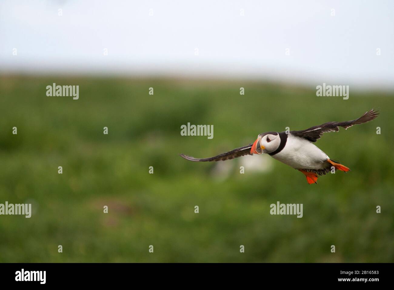 Atlantic Puffin, Fratercla artica, singolo adulto in volo. Isole Farne, Northumberland, Regno Unito. Foto Stock