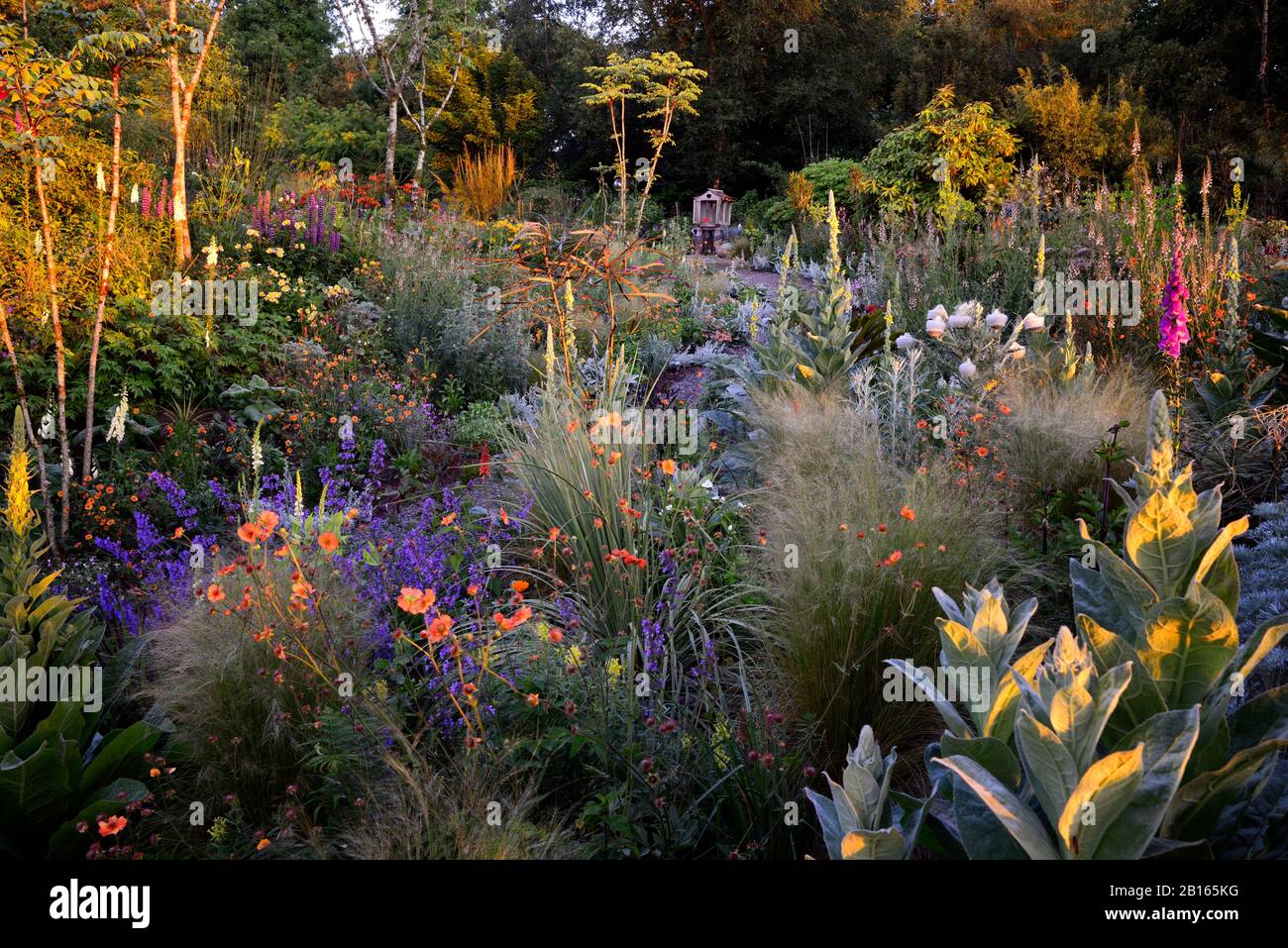 Alba illumina Caccia ruscello Giardini, Jimi Blake Plantsman, Verbascum thapsus, Cirsium eriophorum, Geum Totalmente Tangerine, Olearia lacunosa, alba, illum Foto Stock