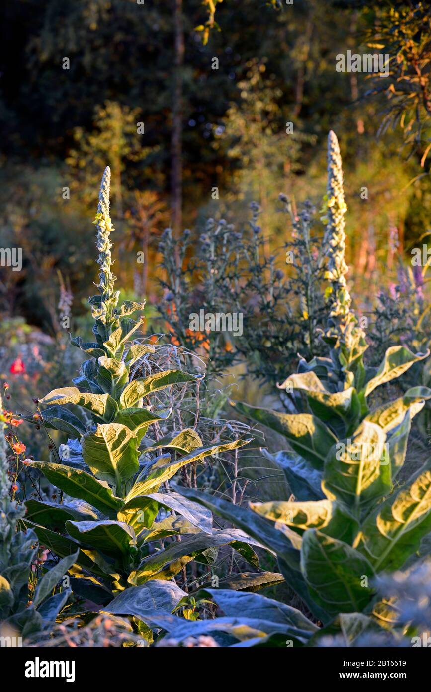 Verbascum thapsus, grande mullein, mullein comune, punte di fiori, guglie, alba, alba, illuminare, giardino, giardini, RM Floral Foto Stock