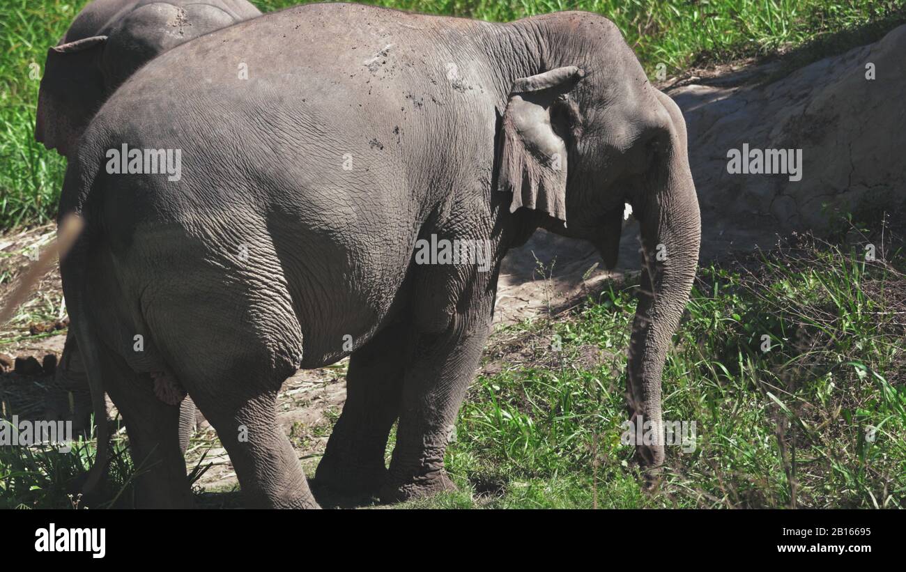 Gruppo di Elefanti nel Jungle Sanctuary Thailandia. Enorme Animale Da Masticare Branch. Conservazione Provincia Di Chiang Mai. Grande Erbivoro Asiatico Mammifero Mangiare Foto Stock