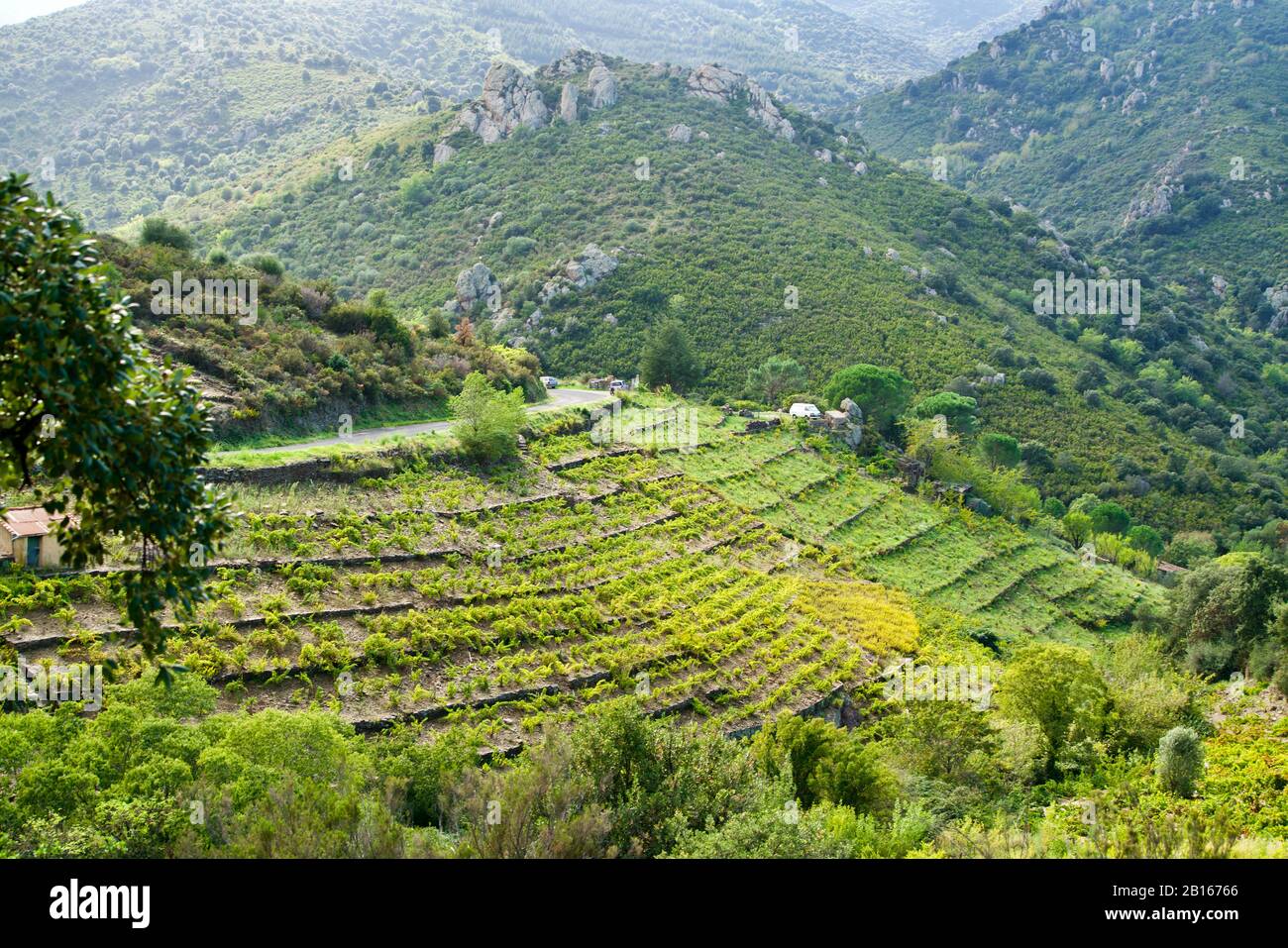 Montagne verdi con uve da vino Foto Stock