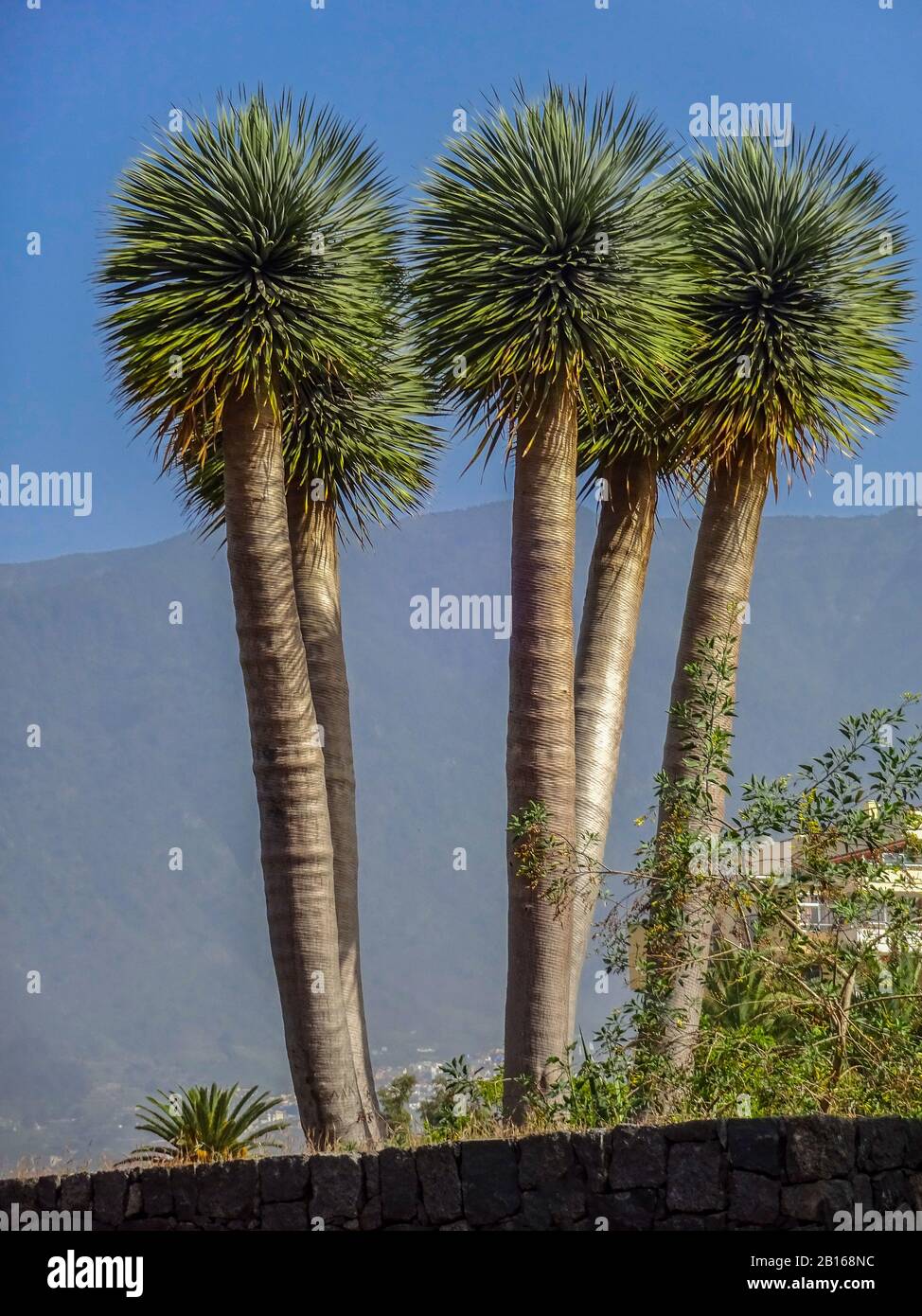 Alte palme spiky sull'isola spagnola di Tenerife Foto Stock