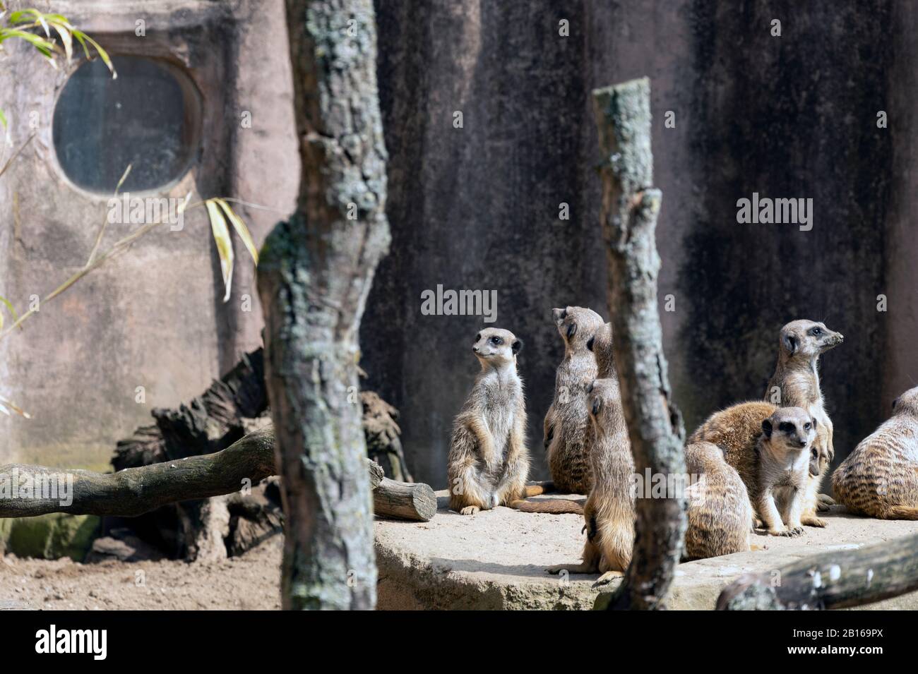 Meerkats o suricate la suricatta nel loro ambiente naturale Foto Stock