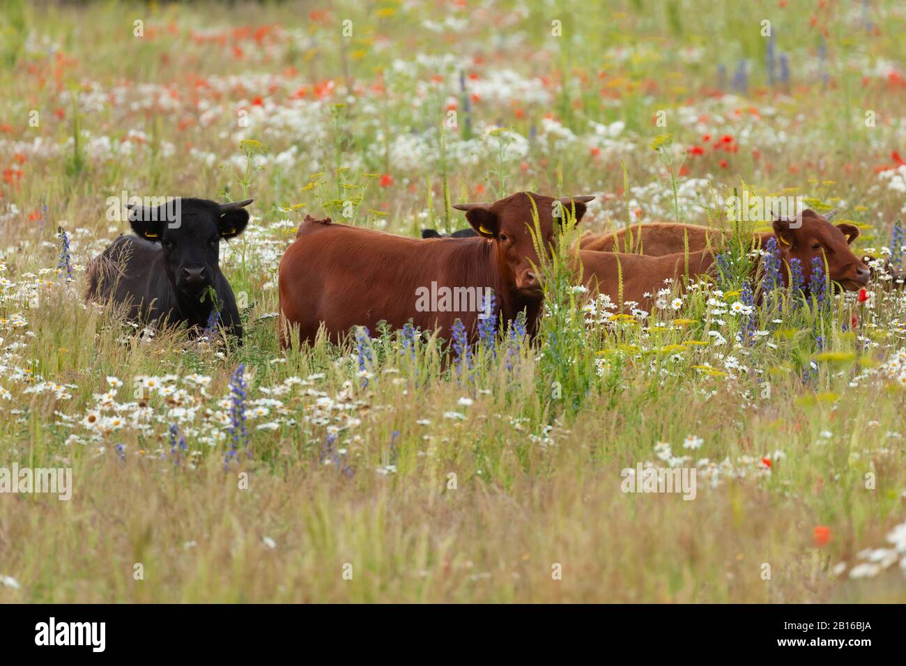 Belle mucche dexter in un lungo prato di fiori d'erba. Bovini neri e marroni vicini alla natura. Foto Stock