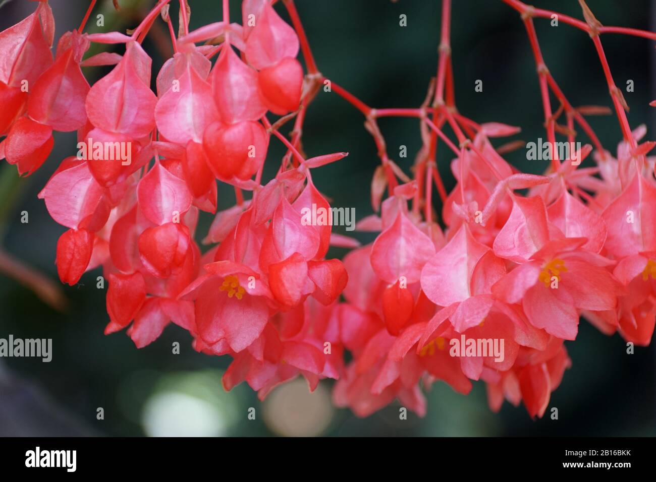 Bella rosa cane-Come Begonia 'Torch' fiori Foto Stock