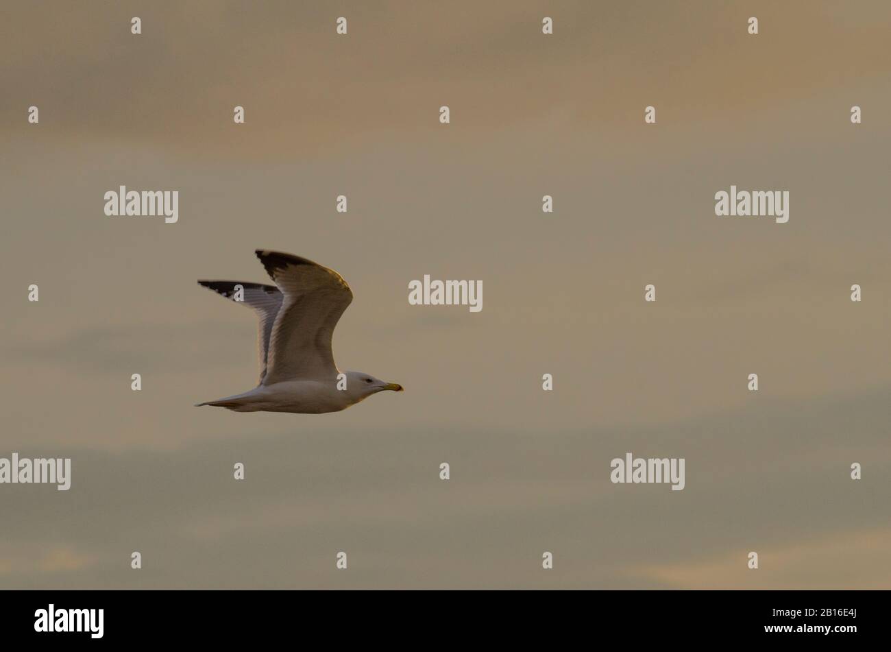 Gabbiani Glyfada Atene Attica Grecia Foto Stock