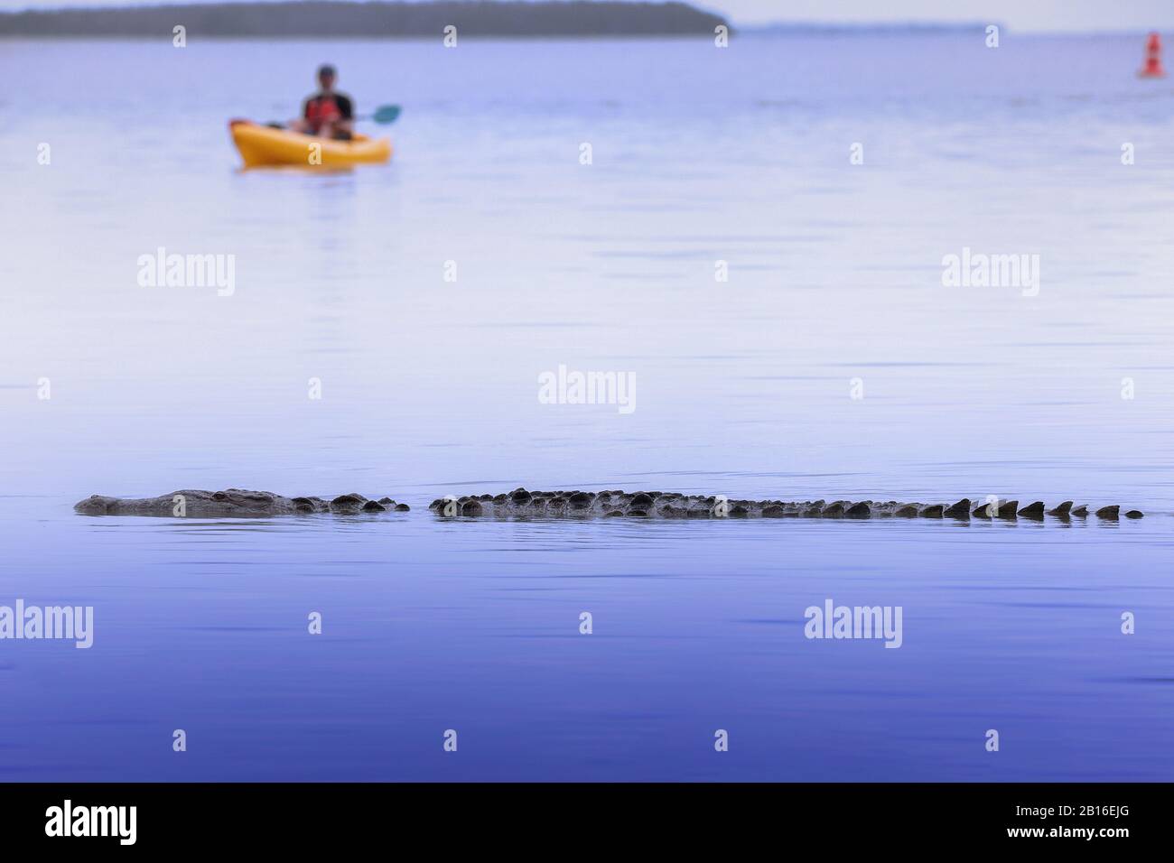 Un kayak presso il Parco Nazionale delle Everglades osserva un grande coccodrillo americano nell'acqua vicino al Flamingo Visitor Center all'estremità sud del parco. Foto Stock