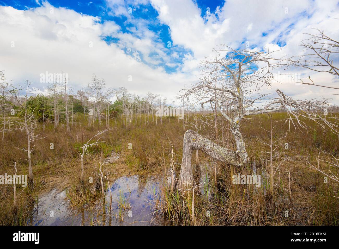 Il bellissimo e unico 'Z Tree' situato nella foresta di Dwarf Cypress nel Parco Nazionale delle Everglades. Foto Stock
