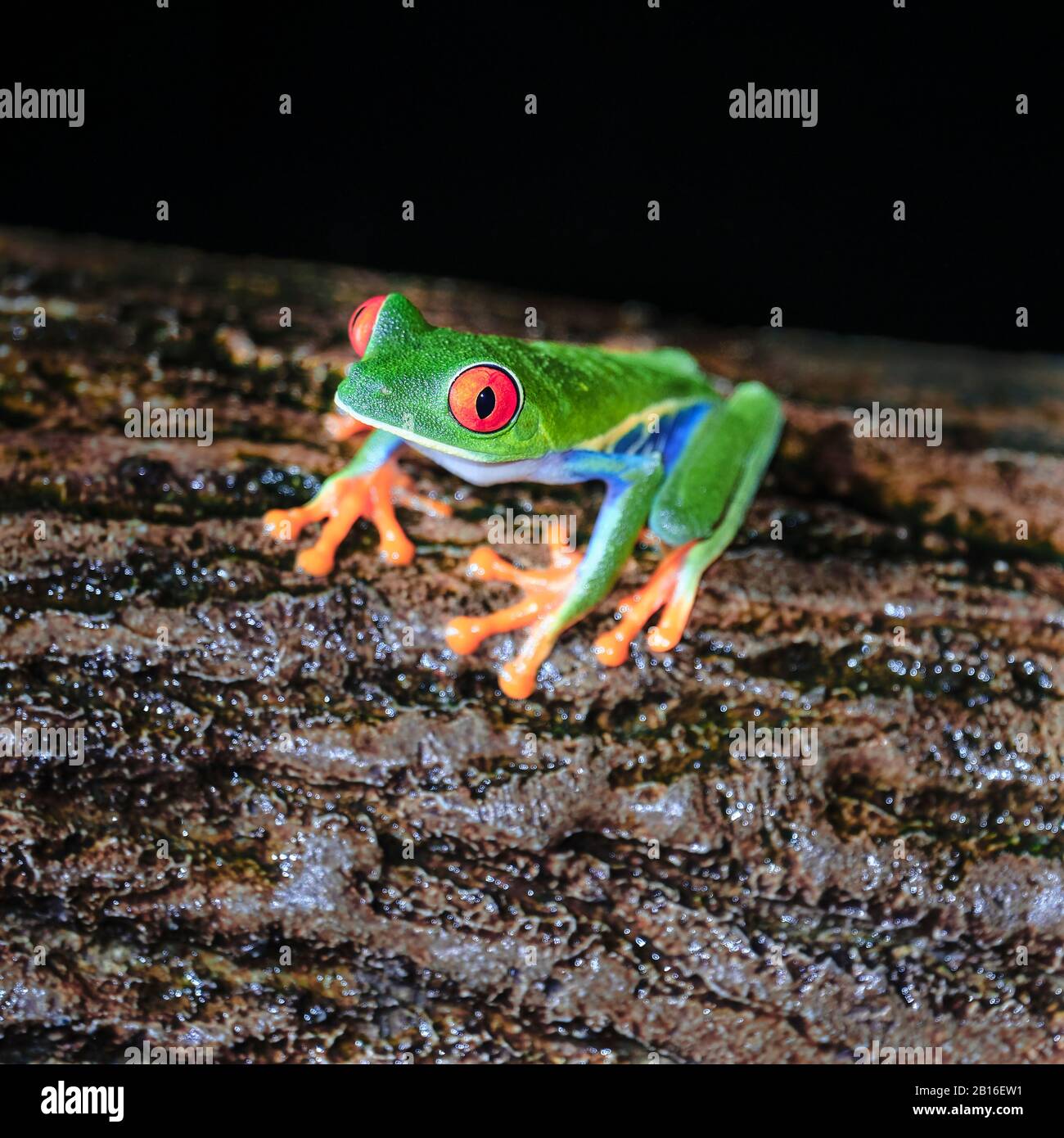 Una rana dagli occhi rossi molto colorata si trova su un ceppo di notte in una foresta pluviale del Costa Rica a la Fortuna vicino al vulcano Arenal. Foto Stock