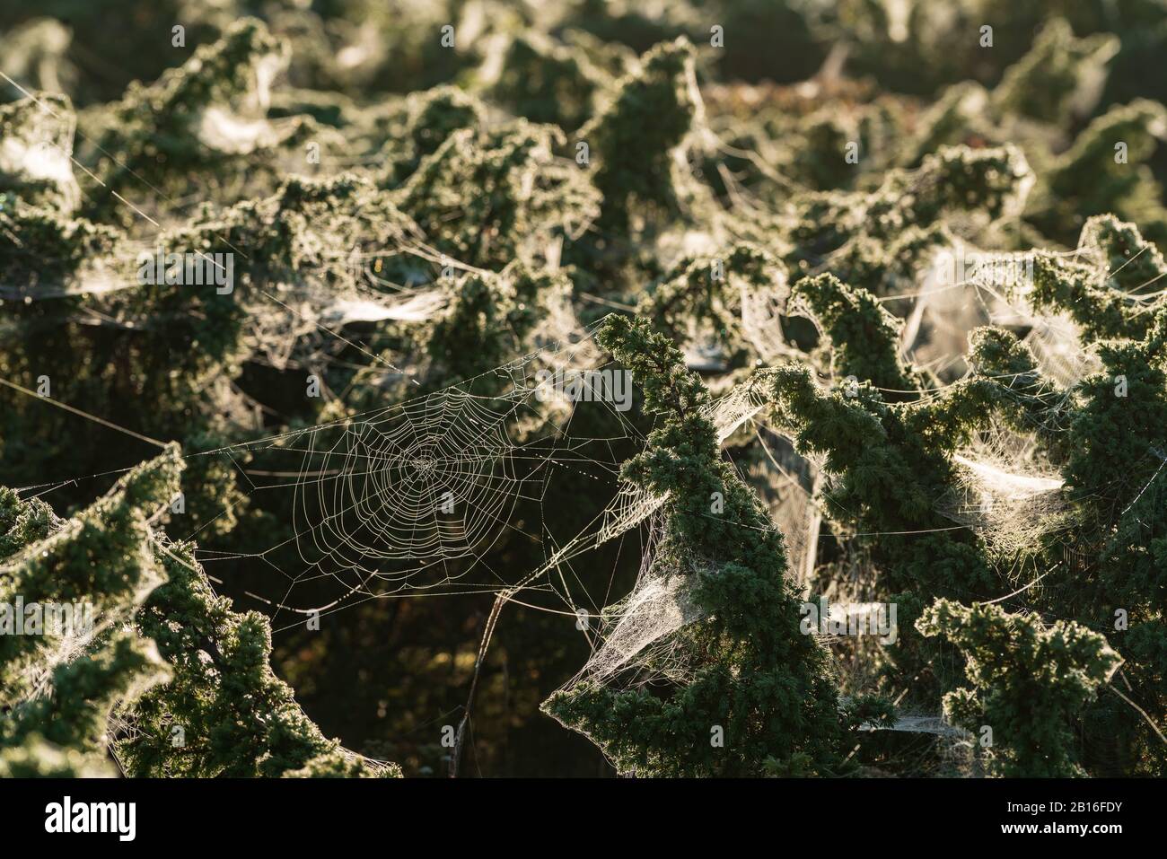 Cobweb e rugiada del mattino. Gocce d'acqua lucenti su spiderweb, sfondo naturale Foto Stock