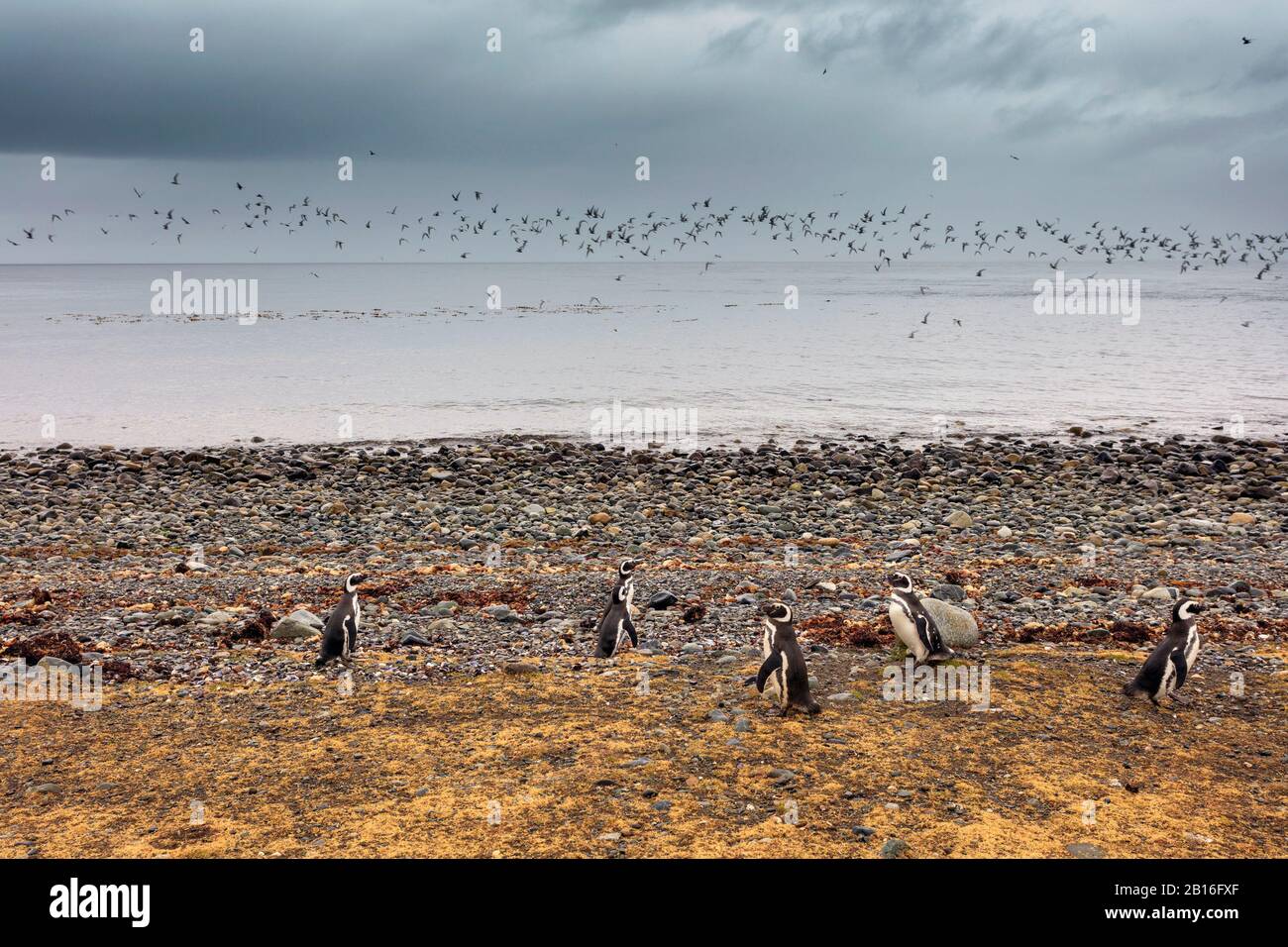 Pinguini magellanici nell'isola di Magdalena durante la stagione di allevamento. Punta Arenas. Cile. Foto Stock