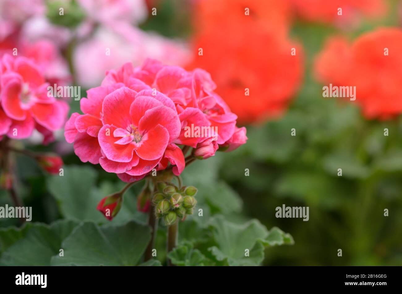 Giardino geranio Fiori primo piano. Fiori rosa. Foto Stock