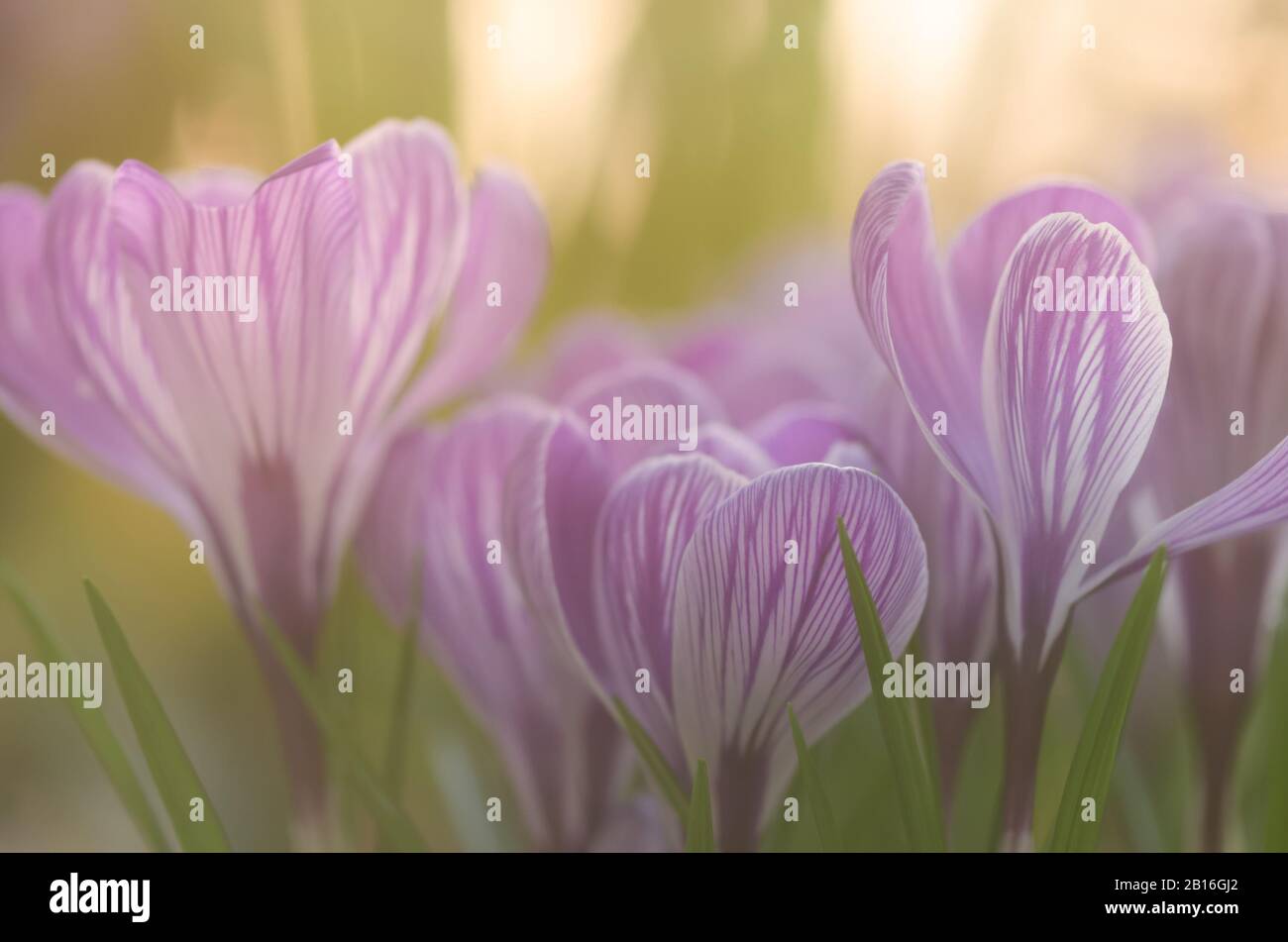 Primavera e tenerezza per la progettazione di schede. Croci in giardino. Foto Stock