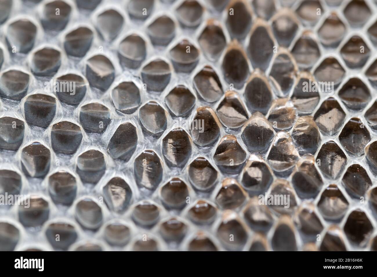 Shed pelle serpente trama scala modello vicino Foto Stock