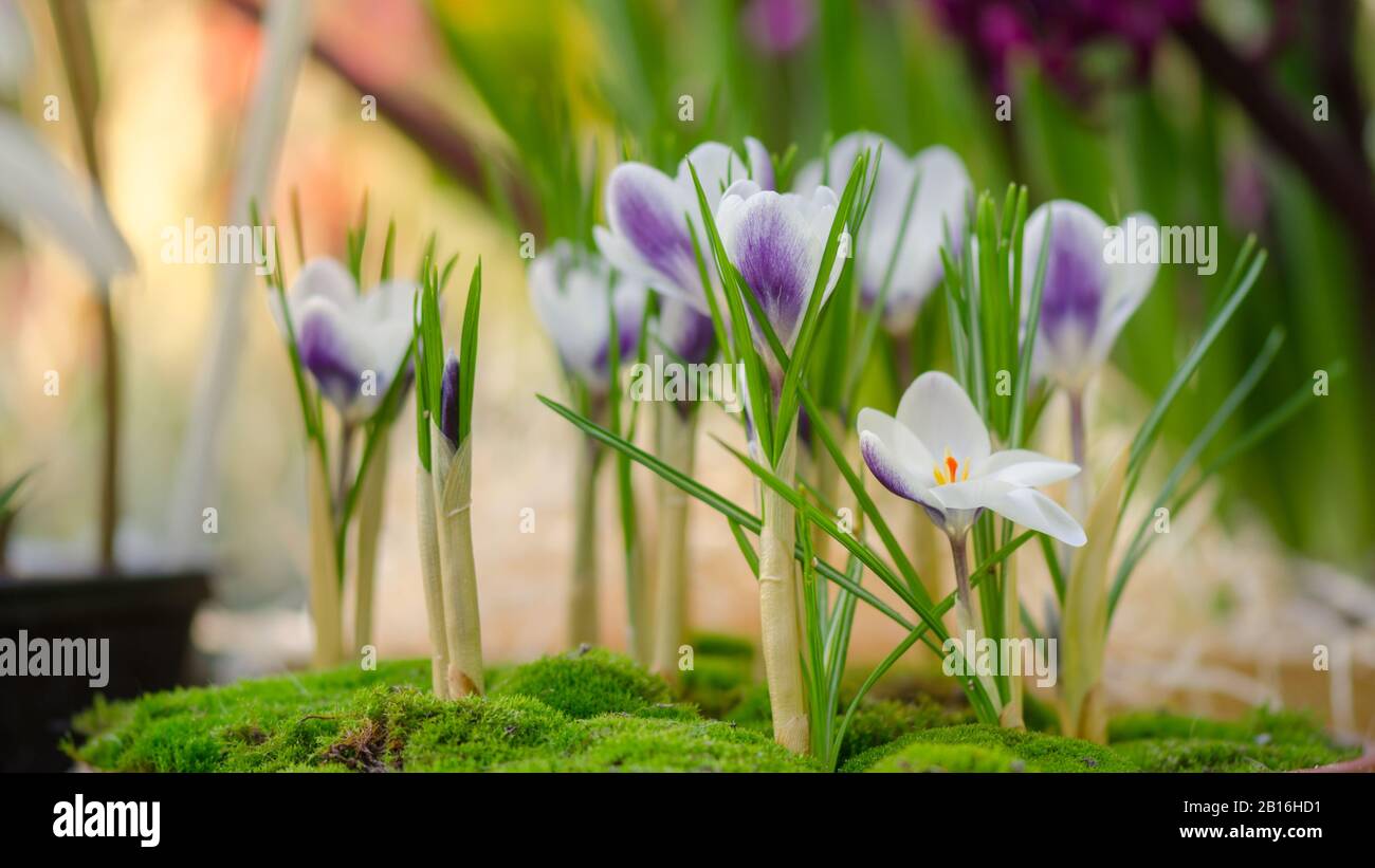 Crocus vernus "Regina del blues' fiori di primavera Foto Stock